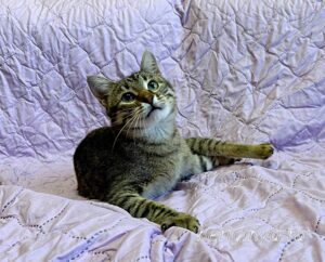 Кошка Дим Димыч приют Беригиня