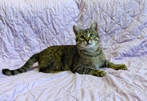 Кошка Дим Димыч приют Беригиня