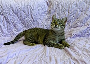 Кошка Дим Димыч приют Беригиня