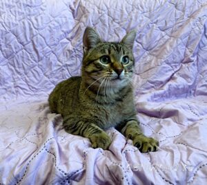 Кошка Дим Димыч приют Беригиня