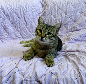 Кошка Дим Димыч приют Беригиня