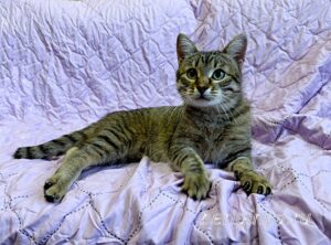 Кошка Дим Димыч приют Беригиня