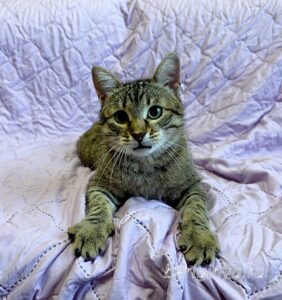 Кошка Дим Димыч приют Беригиня