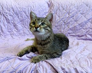 Кошка Дим Димыч приют Беригиня