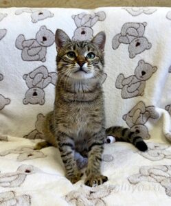 Кошка Дим Димыч приют Беригиня