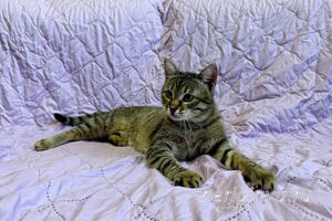 Кошка Дим Димыч приют Беригиня