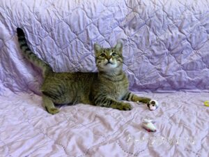 Кошка Дим Димыч приют Беригиня