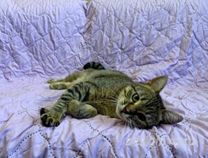 Кошка Дим Димыч приют Беригиня