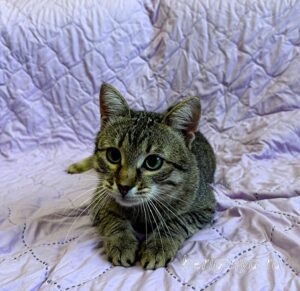 Кошка Дим Димыч приют Беригиня