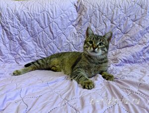 Кошка Дим Димыч приют Беригиня