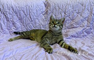 Кошка Дим Димыч приют Беригиня