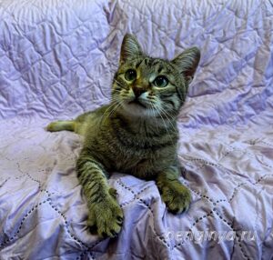 Кошка Дим Димыч приют Беригиня