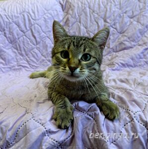 Кошка Дим Димыч приют Беригиня