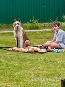 Собака Димон приют Беригиня