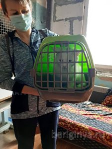 Кот Дизель приют Беригиня