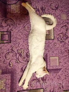 Кот Дизель приют Беригиня