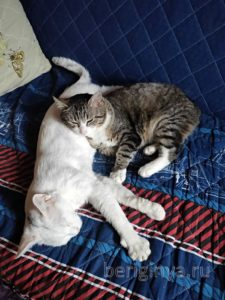 Кот Дизель приют Беригиня