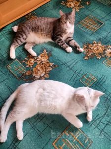 Кот Дизель приют Беригиня