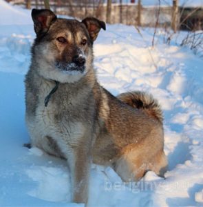 Собака Долли