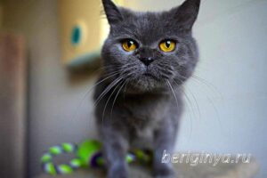 Кошка Донна Роза приют Беригиня