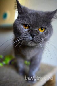 Кошка Донна Роза приют Беригиня