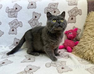 Кошка Донна Роза приют Беригиня