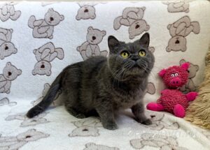 Кошка Донна Роза приют Беригиня