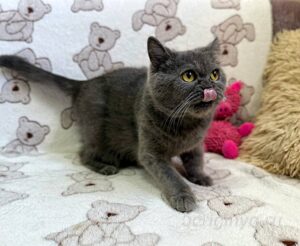 Кошка Донна Роза приют Беригиня