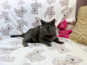 Кошка Донна Роза приют Беригиня