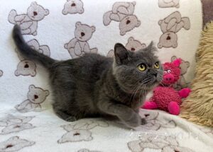 Кошка Донна Роза приют Беригиня