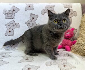 Кошка Донна Роза приют Беригиня