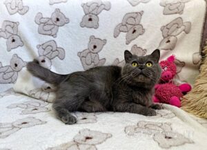 Кошка Донна Роза приют Беригиня