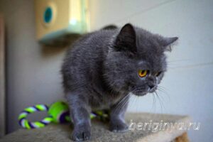 Кошка Донна Роза приют Беригиня