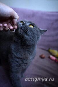 Кошка Донна Роза приют Беригиня