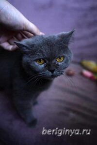 Кошка Донна Роза приют Беригиня