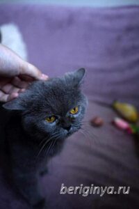 Кошка Донна Роза приют Беригиня