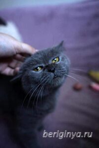 Кошка Донна Роза приют Беригиня