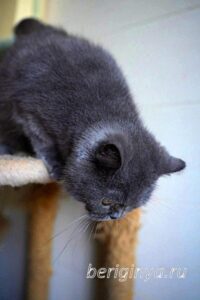 Кошка Донна Роза приют Беригиня