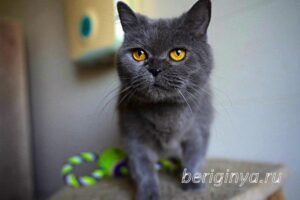 Кошка Донна Роза приют Беригиня