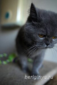 Кошка Донна Роза приют Беригиня