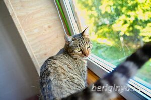 Кошка Двойка приют Беригиня