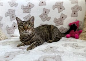 Кошка Двойка приют Беригиня