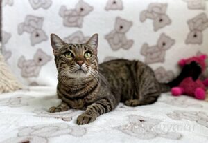 Кошка Двойка приют Беригиня