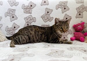 Кошка Двойка приют Беригиня