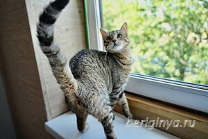 Кошка Двойка приют Беригиня