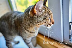 Кошка Двойка приют Беригиня
