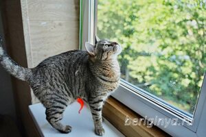 Кошка Двойка приют Беригиня