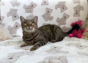 Кошка Двойка приют Беригиня