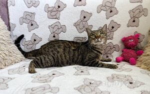 Кошка Двойка приют Беригиня