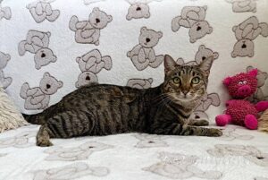 Кошка Двойка приют Беригиня